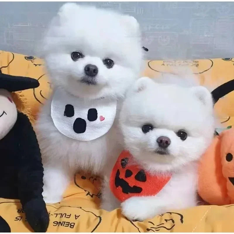 Halloween Dog Cat Lace Saliva Towel Bib Pumpkin Ghost Festival Christmas Pet Supplies Clothes Party Decoration Supplies Gift